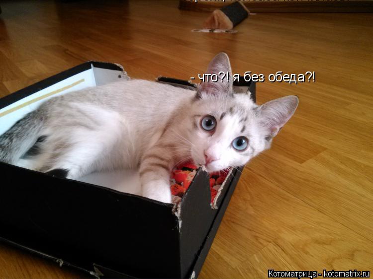 Котоматрица: - что?! я без обеда?! - барсик, колбаса кончилась!