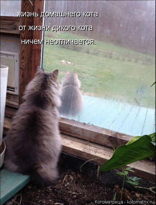 Котоматрица: жизнь домашнего кота от жизни дикого кота ничем неотличается.