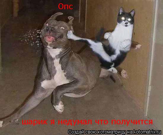 Котоматрица: Опс  шарик я недумал что получится