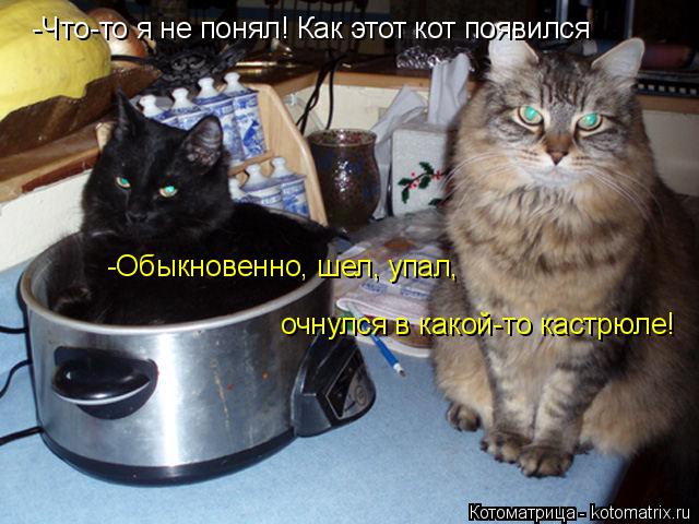 Котоматрица: -Что-то я не понял! Как этот кот появился -Обыкновенно, шел, упал,  очнулся в какой-то кастрюле!