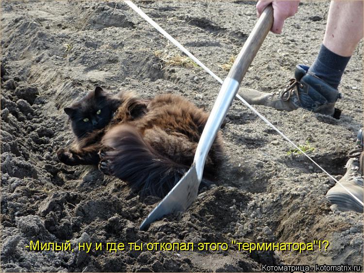 -Милый, ну и где ты откопал этого "терминатора"!?... Котоматрица: -Милый, ну и где ты откопал этого "терминатора"!?