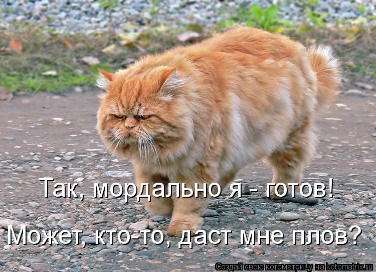 Так, мордально я - готов! Может, кто-то, даст мне плов?... Котоматрица: Так, мордально я - готов! Может, кто-то, даст мне плов?