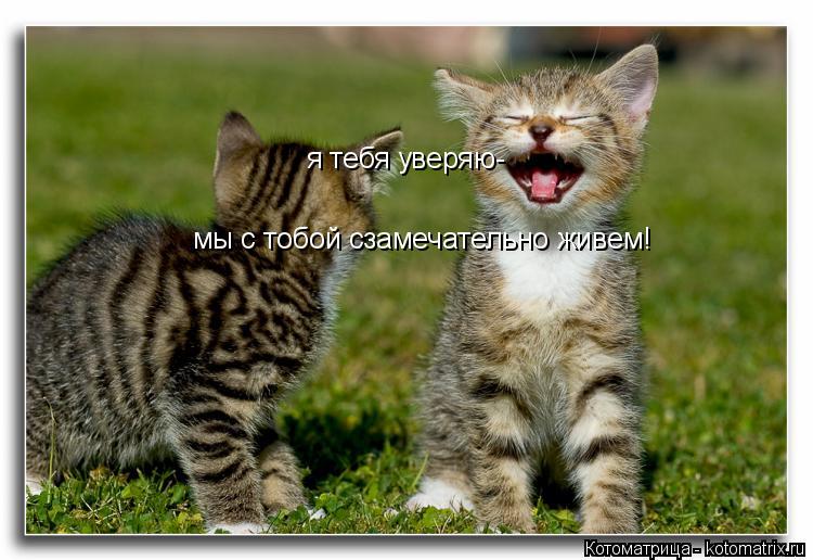 Котоматрица: я тебя уверяю- мы с тобой сзамечательно живем!