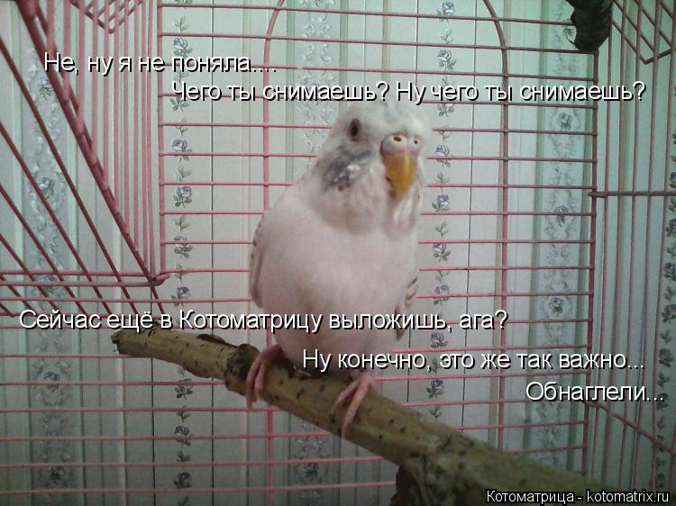 Котоматрица: Не, ну я не поняла.... Чего ты снимаешь? Ну чего ты снимаешь? Сейчас ещё в Котоматрицу выложишь, ага? Ну конечно, это же так важно... Обнаглели...