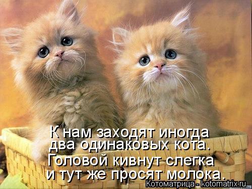 Котоматрица: и тут же просят молока. Головой кивнут слегка два одинаковых кота. К нам заходят иногда