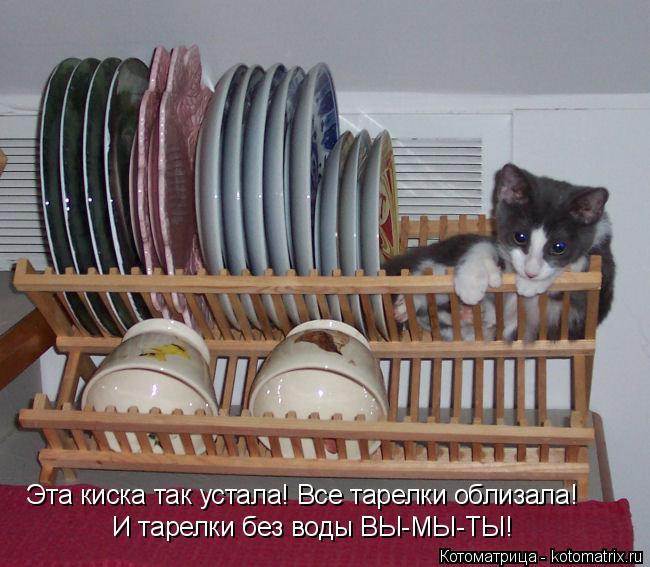 Эта киска так устала! Все тарелки облизала! И тарелки без воды ВЫ-МЫ-ТЫ!... Котоматрица: Эта киска так устала! Все тарелки облизала! И тарелки без воды ВЫ-МЫ-ТЫ!