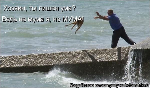 Хозяин, ты лишен ума? Ведь не мума я, не МУМА!... Котоматрица: Хозяин, ты лишен ума? Ведь не мума я, не МУМА!