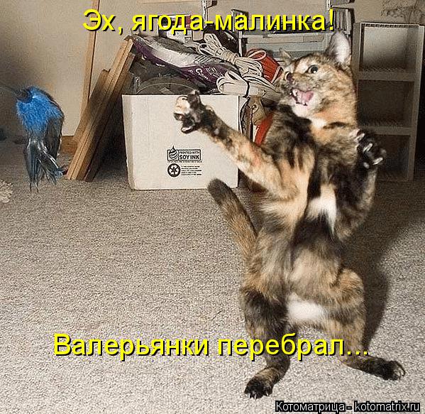 Котоматрица: Эх, ягода-малинка! Валерьянки перебрал...