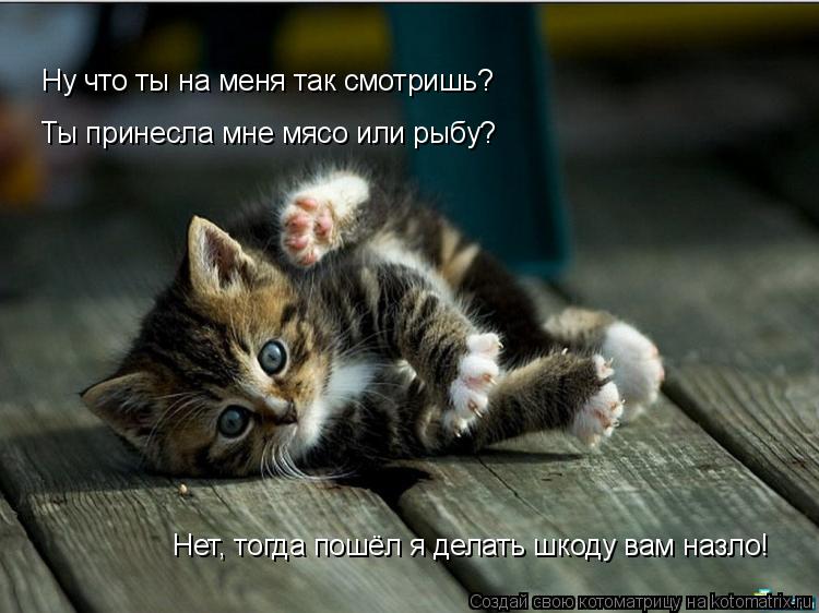 Ну что ты на меня так смотришь? Ты принесла мне мясо или рыбу? Нет, тогда пошёл я делать шкоду вам на... Котоматрица: Ну что ты на меня так смотришь? Ты принесла мне мясо или рыбу? Нет, тогда пошёл я делать шкоду вам назло!