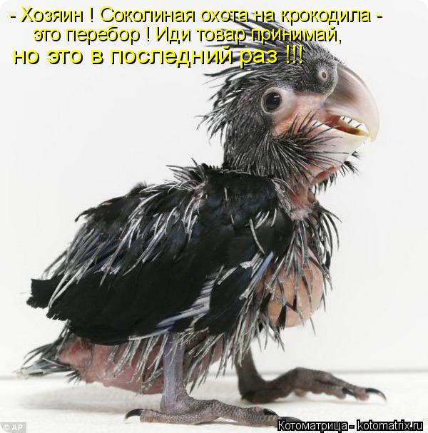- Хозяин ! Соколиная охота на крокодила - это перебор ! Иди товар принимай, но это в последний раз !!... Котоматрица: - Хозяин ! Соколиная охота на крокодила - это перебор ! Иди товар принимай, но это в последний раз !!!
