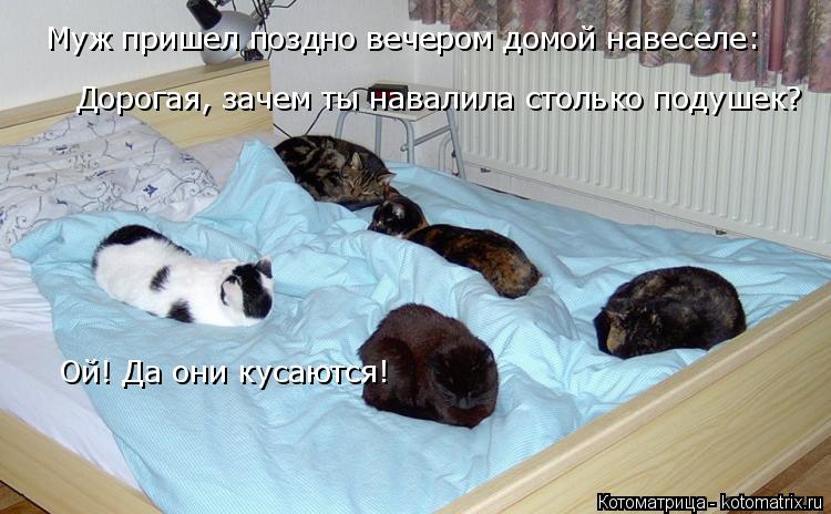 Котоматрица: Муж пришел поздно вечером домой навеселе: Дорогая, зачем ты навалила столько подушек? Ой! Да они кусаются!