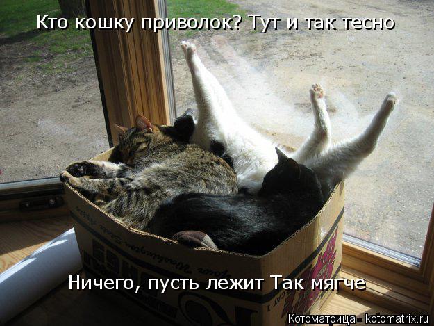 Котоматрица: Кто кошку приволок? Тут и так тесно Ничего, пусть лежит Так мягче
