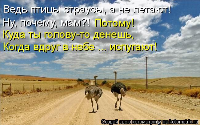 Котоматрица: Ведь птицы страусы, а не летают! Куда ты голову-то денешь, Когда вдруг в небе ... испугают! Ну, почему, мам?! Потому!