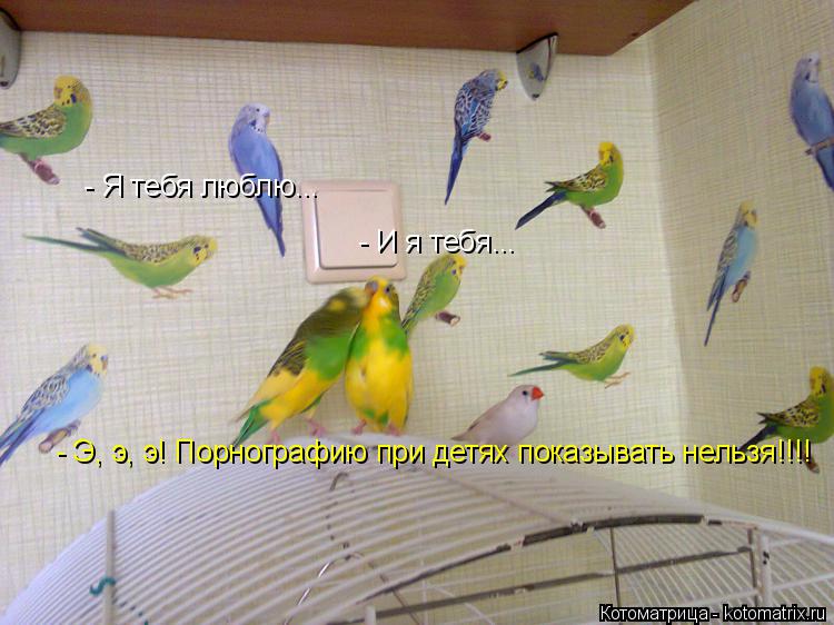 Котоматрица: - Я тебя люблю... - И я тебя... - Э, э, э! Порнографию при детях показывать нельзя!!!!