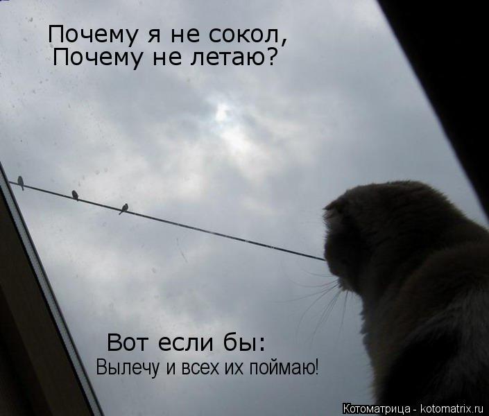 Почему я не сокол, Почему не летаю? Вот если бы: Вылечу и всех их поймаю!... Котоматрица: Почему я не сокол, Почему не летаю? Вот если бы: Вылечу и всех их поймаю!