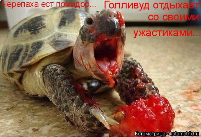 со своими ужастиками... Голливуд отдыхает Черепаха ест помидор...... Котоматрица: со своими ужастиками... Голливуд отдыхает Черепаха ест помидор...