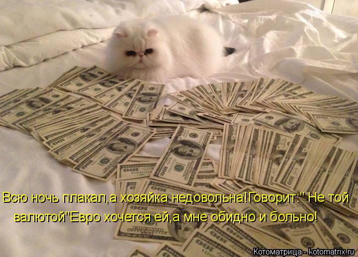 Котоматрица: валютой"Евро хочется ей,а мне обидно и больно! Всю ночь плакал,а хозяйка недовольна!Говорит:" Не той