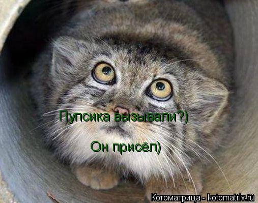 Котоматрица: Пупсика вызывали?)  Он присёл)