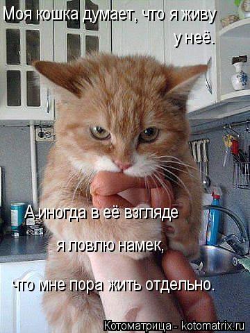 что мне пора жить отдельно. я ловлю намек, Моя кошка думает, что я живу у неё. А иногда в её взгляде... Котоматрица: что мне пора жить отдельно. я ловлю намек, Моя кошка думает, что я живу у неё. А иногда в её взгляде