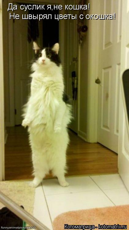 Котоматрица: Да суслик я,не кошка! Не швырял цветы с окошка!