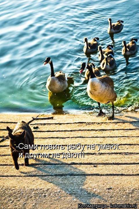 -Сами ловить рыбу не умеют... и другим не дают!!... Котоматрица: -Сами ловить рыбу не умеют... и другим не дают!!
