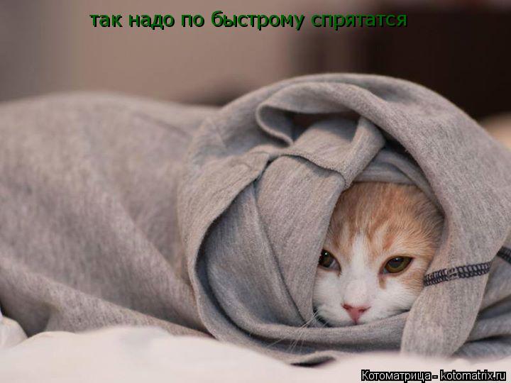 так надо по быстрому спрятатся... Котоматрица: так надо по быстрому спрятатся
