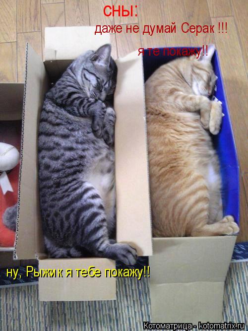 Котоматрица: сны: ну, Рыжик я тебе покажу!! даже не думай Серак !!! я те покажу!!
