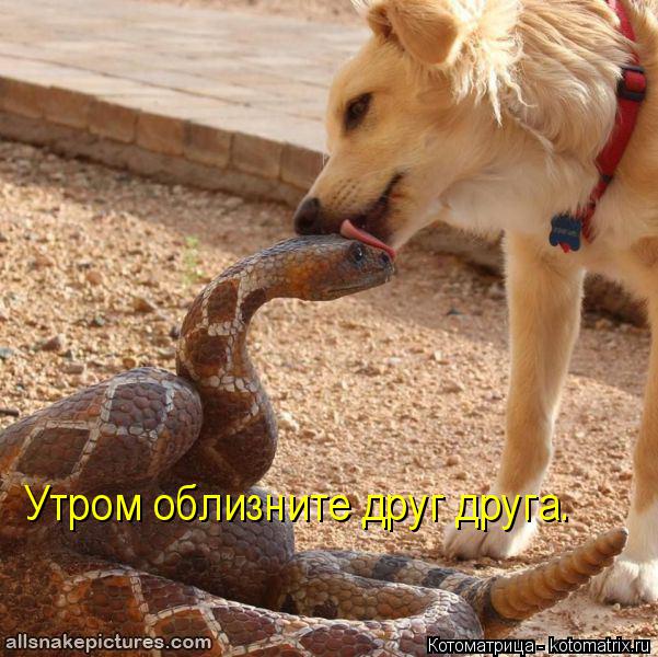 Утром облизните друг друга.... Котоматрица: Утром облизните друг друга.