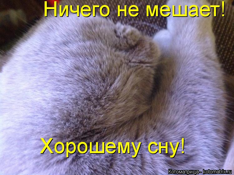 Ничего не мешает! Хорошему сну!... Котоматрица: Ничего не мешает! Хорошему сну!