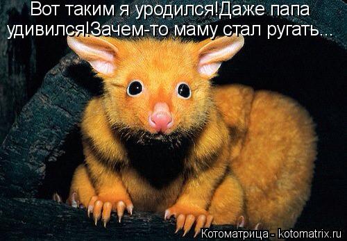 Котоматрица: Вот таким я уродился!Даже папа  удивился!Зачем-то маму стал ругать...