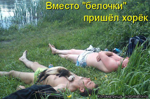 Вместо "белочки" пришёл хорёк... Котоматрица: Вместо "белочки" пришёл хорёк