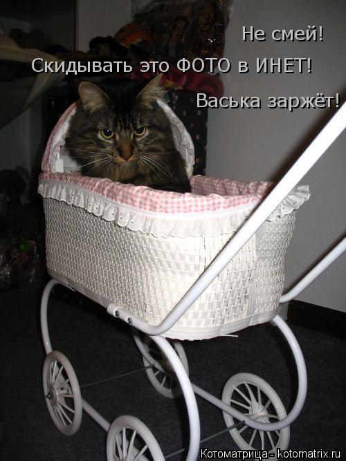 Котоматрица: Не смей! Скидывать это ФОТО в ИНЕТ! Васька заржёт!