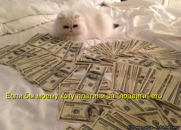 Если бы моему коту платили за "подвиги" его... Котоматрица: Если бы моему коту платили за "подвиги" его
