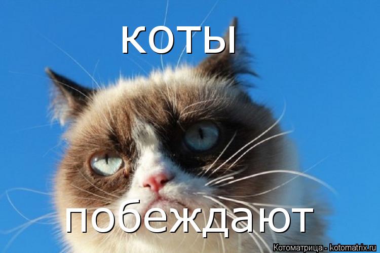 Котоматрица: коты  побеждают