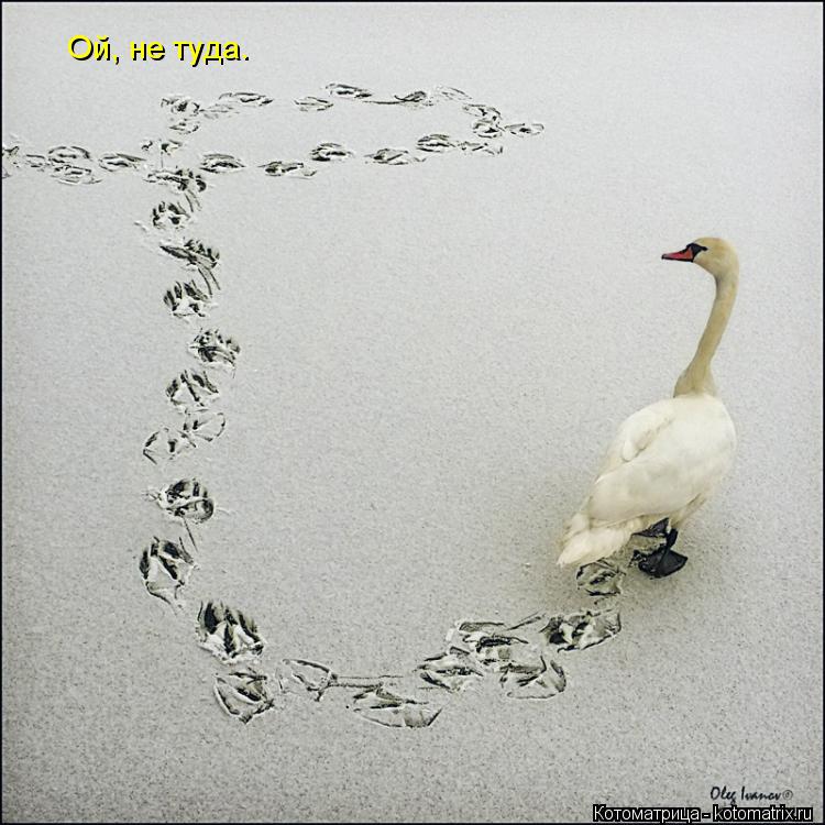 Ой, не туда.... Котоматрица: Ой, не туда.