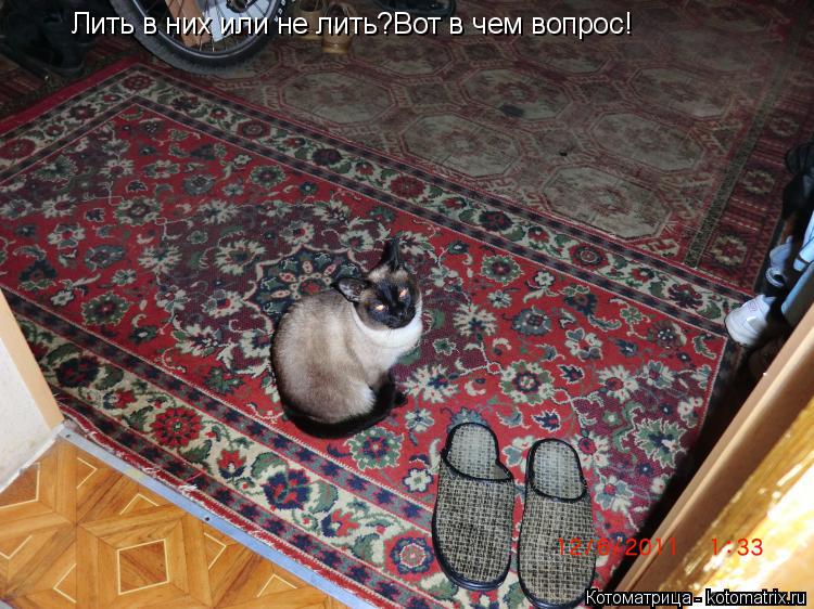 Котоматрица: Лить в них или не лить?Вот в чем вопрос!