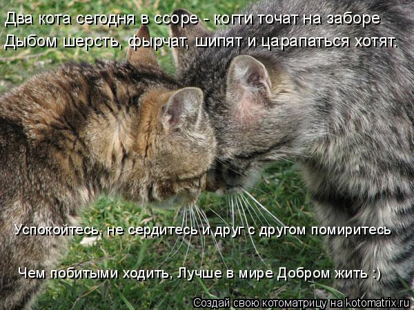 Котоматрица: Два кота сегодня в ссоре - когти точат на заборе Дыбом шерсть, фырчат, шипят и царапаться хотят. Успокойтесь, не сердитесь и друг с другом пом