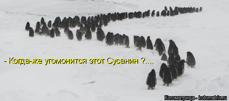 - Когда-же угомонится этот Сусанин ?....... Котоматрица: - Когда-же угомонится этот Сусанин ?....