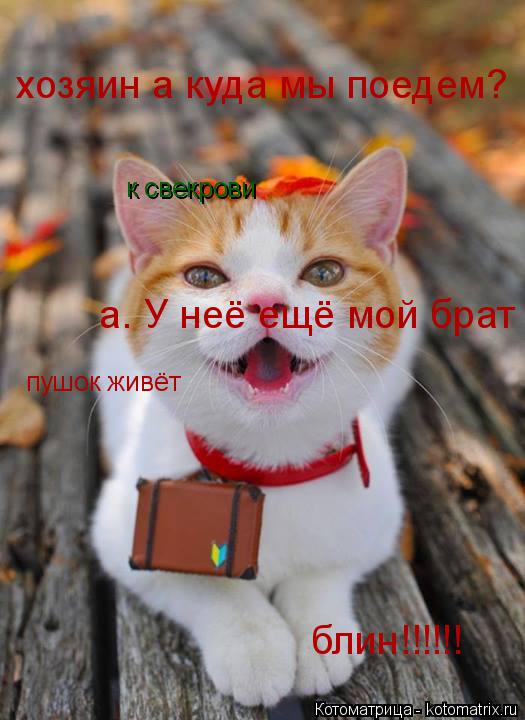 Котоматрица: хозяин а куда мы поедем? к свекрови а. У неё ещё мой брат  пушок живёт блин!!!!!!
