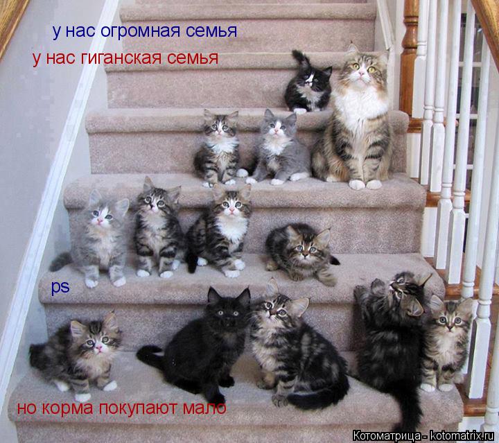 Котоматрица: у нас огромная семья ps но корма покупают мало  у нас гиганская семья