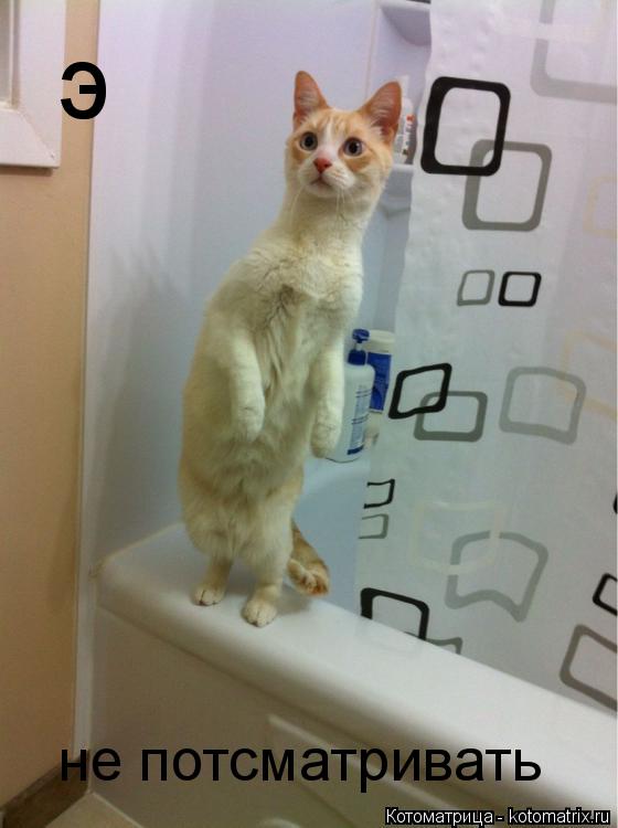 Котоматрица: э не потсматривать