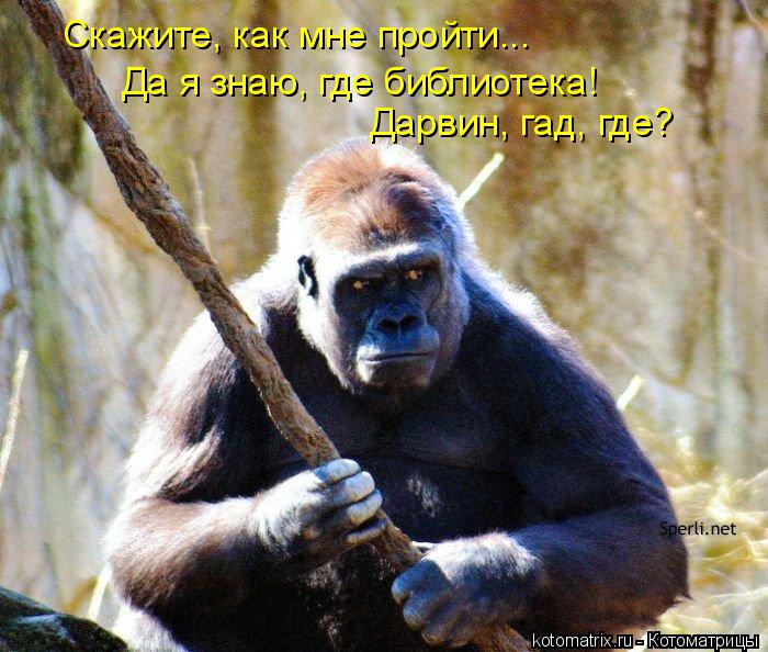 Дарвин, гад, где? Скажите, как мне пройти... Да я знаю, где библиотека!... Котоматрица: Дарвин, гад, где? Скажите, как мне пройти... Да я знаю, где библиотека!