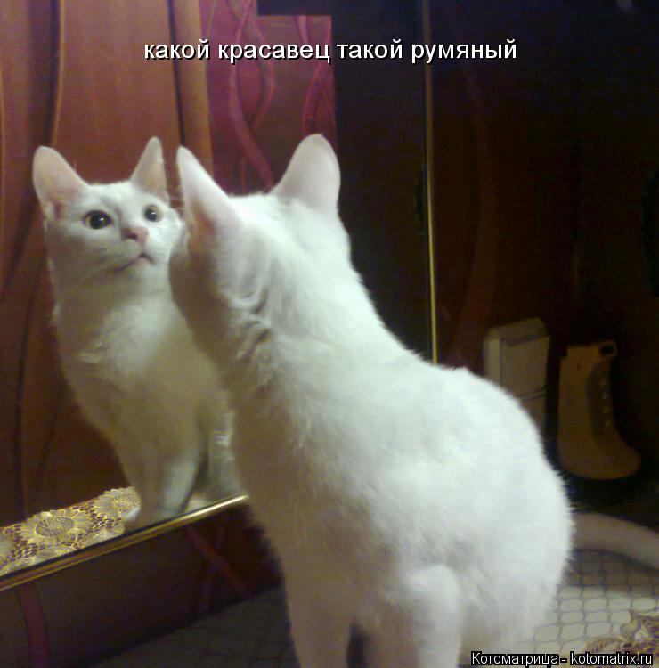 какой красавец такой румяный... Котоматрица: какой красавец такой румяный