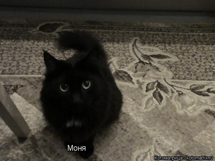 Моня... Котоматрица: Моня