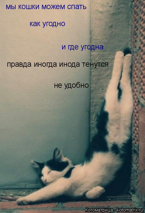 Котоматрица: мы кошки можем спать  как угодно и где угодна правда иногда инода тенутся не удобно