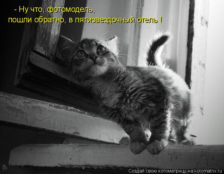 - Ну что, фотомодель, пошли обратно, в пятизвездочный отель !... Котоматрица: - Ну что, фотомодель, пошли обратно, в пятизвездочный отель !
