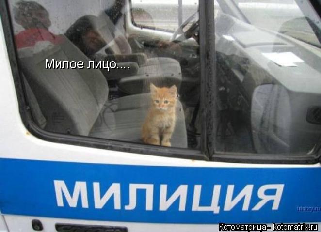 Милое лицо....... Котоматрица: Милое лицо....
