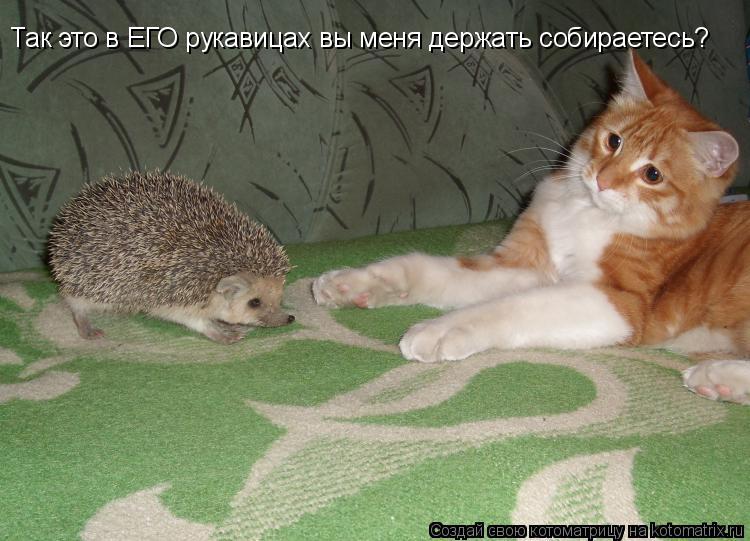 Котоматрица: Так это в ЕГО рукавицах вы меня держать собираетесь?