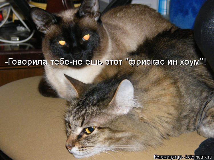 -Говорила тебе-не ешь этот "фрискас ин хоум"!... Котоматрица: -Говорила тебе-не ешь этот "фрискас ин хоум"!