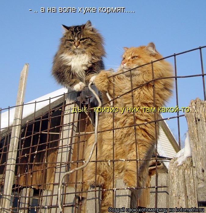 - .. а на воле хуже кормят..... - ... дык.. кризис у них там какой-то....... Котоматрица: - .. а на воле хуже кормят..... - ... дык.. кризис у них там какой-то....